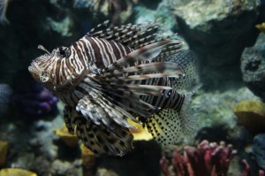 Rainy day at the Phuket Aquarium